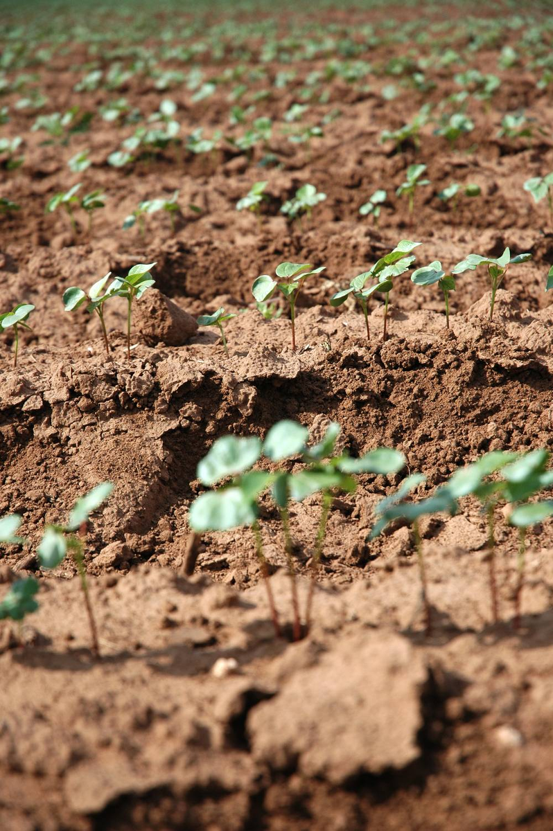 Садовые земли принято делить на несколько категорий, например: дерновая, перегнойная, листовая, вересковая, хвойная, древесная почва, озерный ил и др.