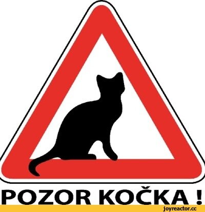 Санкции наложили даже на российских кошек. Отныне за границу - ни ногой, вернее,лапой. Открытый источник.