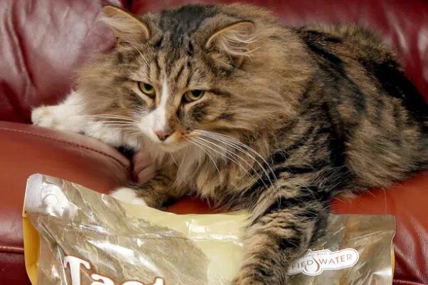 Клив. Источник фото: https://newspunch.com/missing-cat-found-twice-original-size-at-pet-food-factory-near-home/amp/