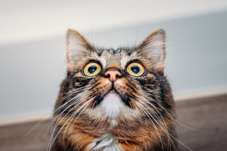 Фото из Интернета.