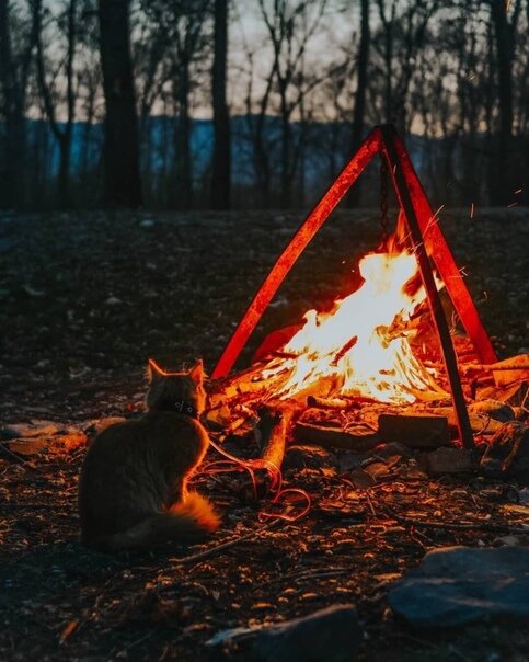 Греться у костра в лесу