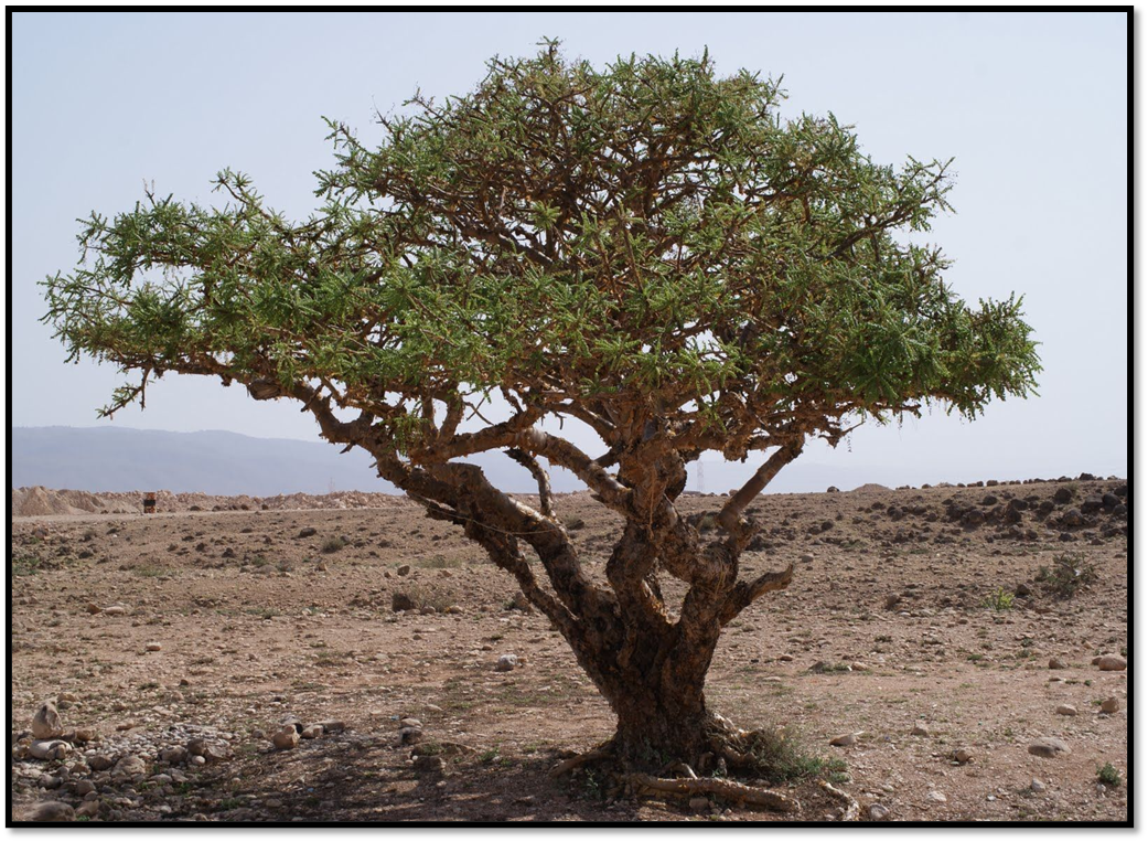 Босвеллия ладан. Босвеллия пильчатая. Босвеллия сакра. Ладан какое дерево. Босвеллия дерево ладан.
