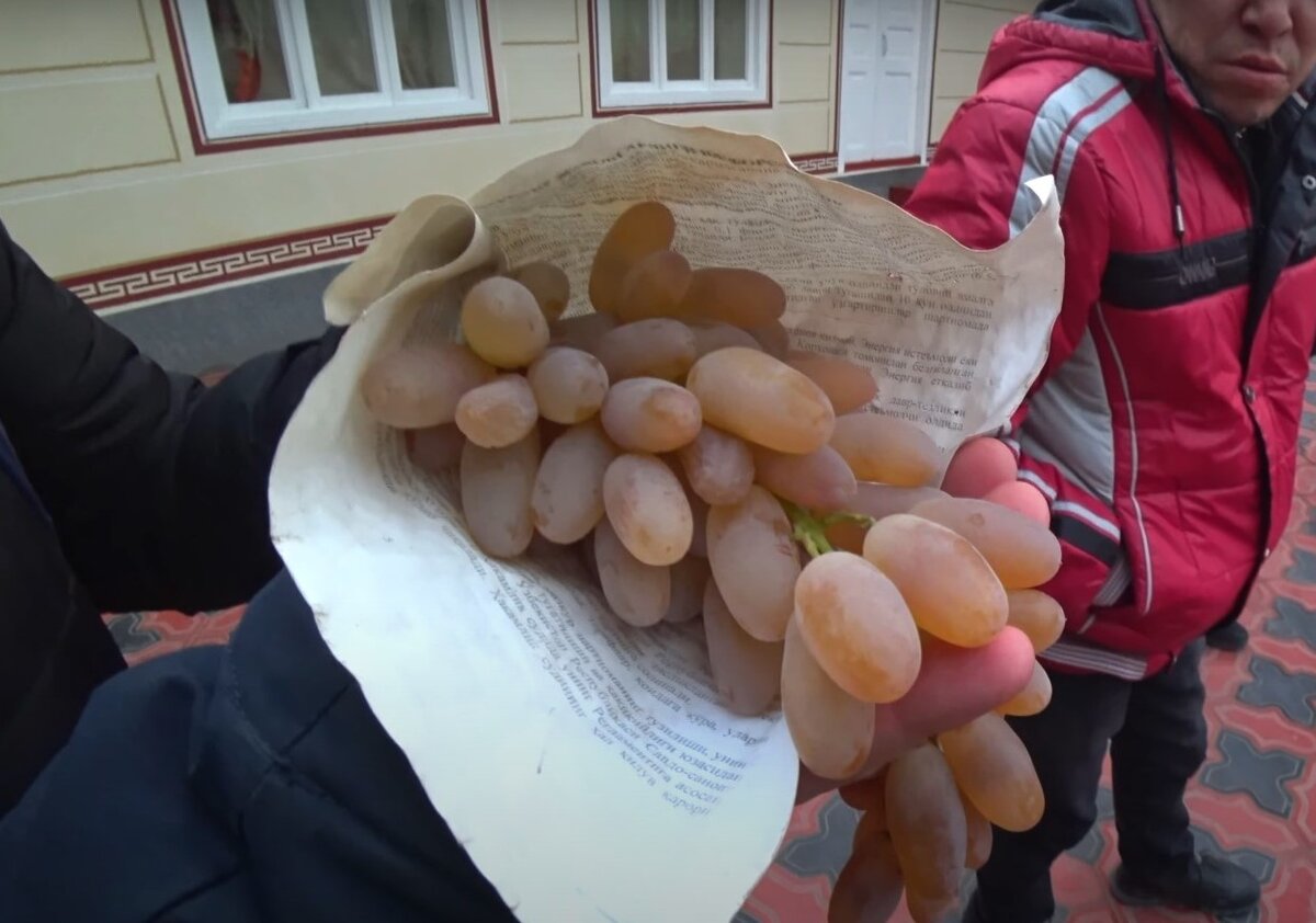 Купила на рынке вот такой виноград. Продавцы говорят, что из Узбекистана, там не используют пестициды. Видите белесую пленку на винограде? Это природная защита.