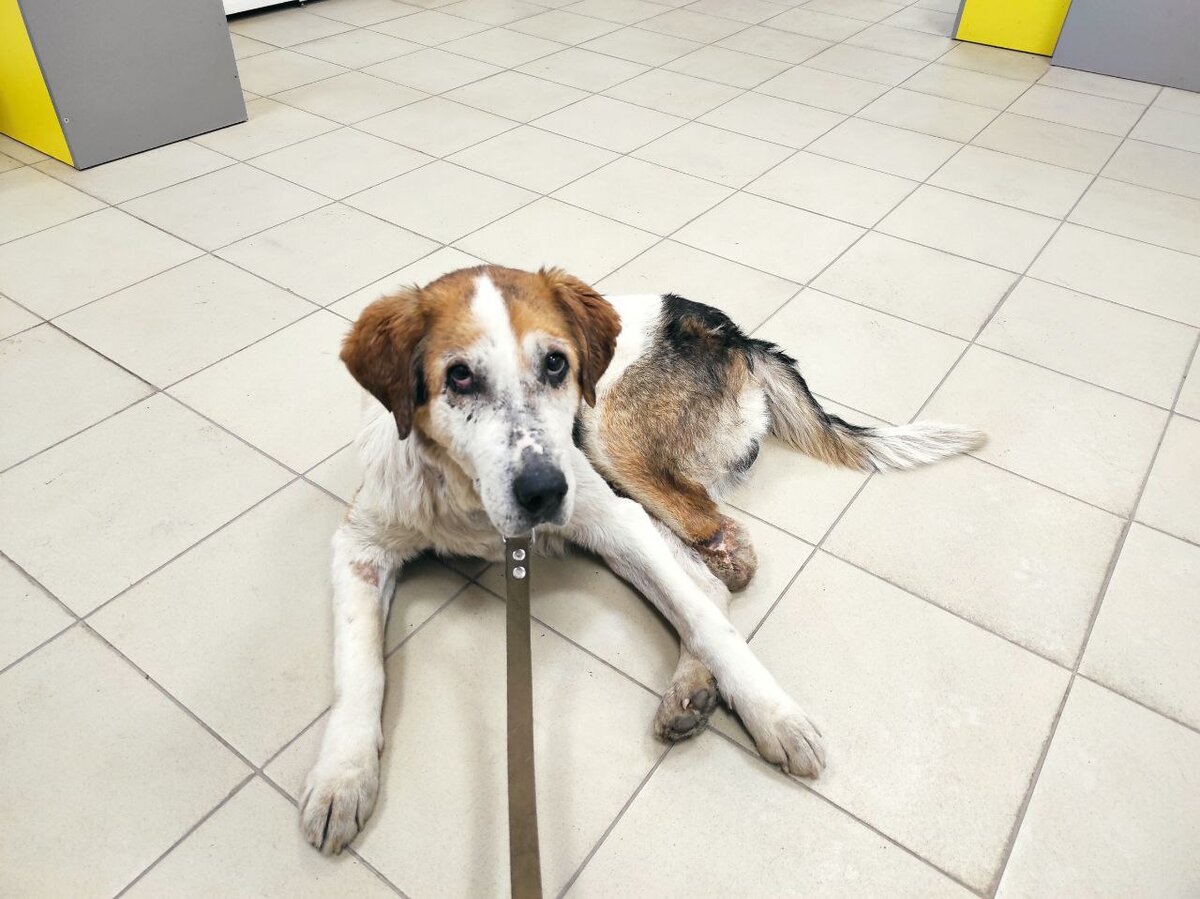 Бушуй не вылазит из ветлечебниц. 