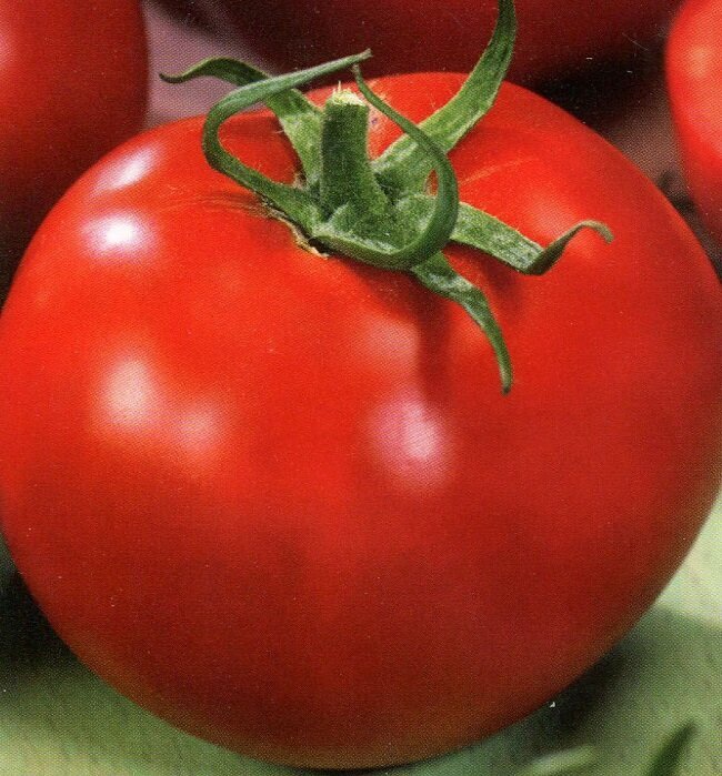 томаты перси. томат персей. томаты перси. сорт персей томаты. томаты перси.