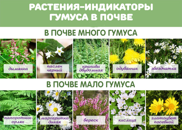 Растения индикаторы кислотности грунта. Какие растения любят кислую почву. Растения которые любят кислую почву. Растения растущие на опушке леса. Тенелюбивые комнатные комнатные растения.