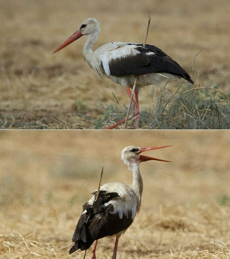 И если что, он был не одинок