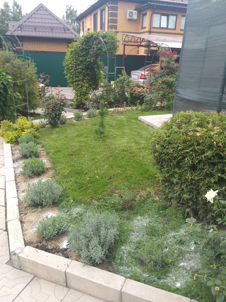 Лаванда осенью