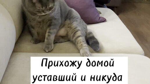 Кот в валенках Марсель Бывало у вас такое😸 Дзен