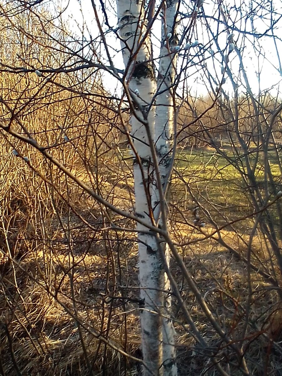 Здесь и далее свежие фото Сына )  ( ещё горячие)