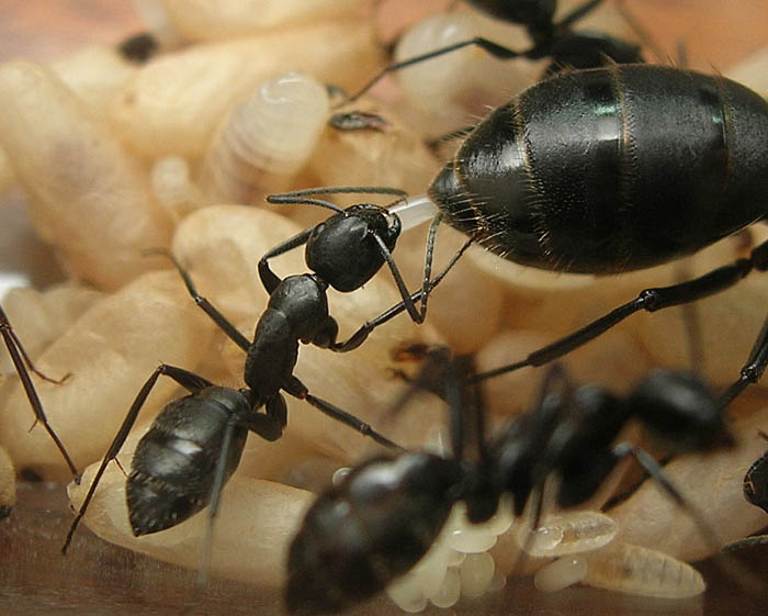 Матка Camponotus Vagus откладывает яйца, а рабочий ей помогает.