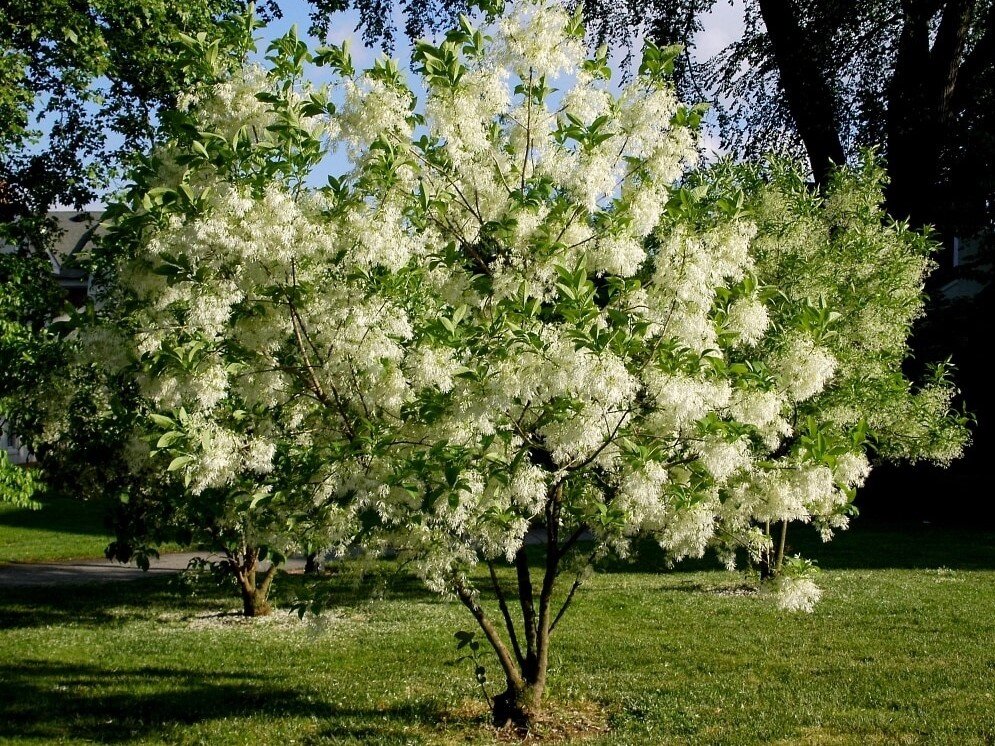 Снежноцвет виргинский фото и описание