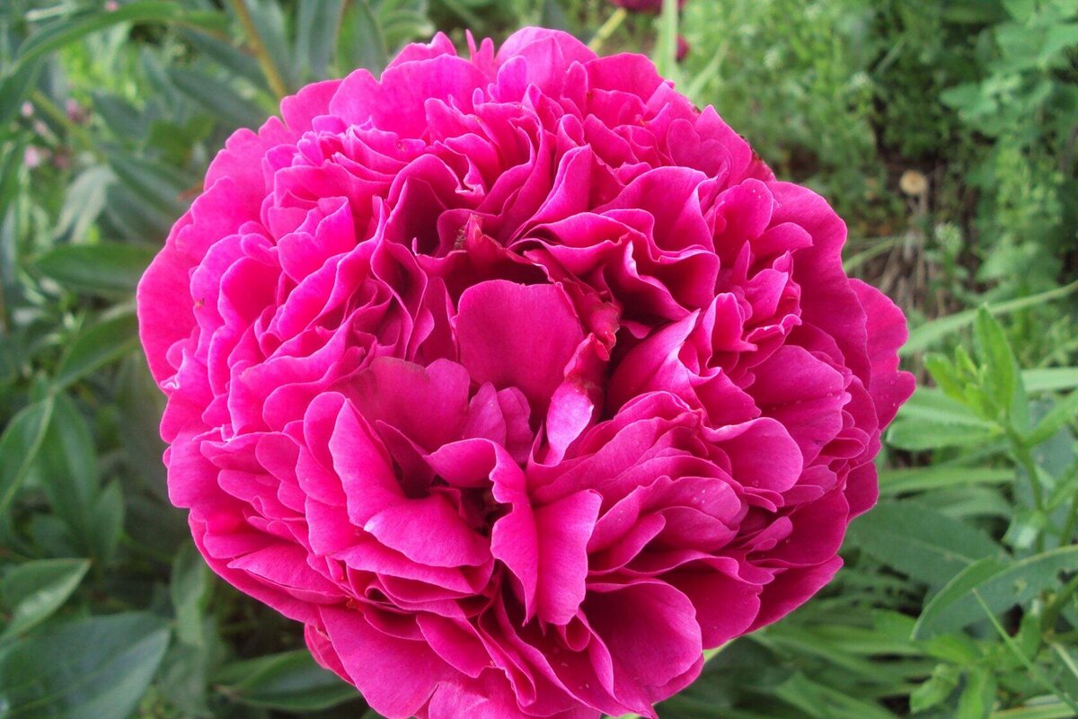 Вечерняя Москва ( Сосновец А.А. , 1961 год )