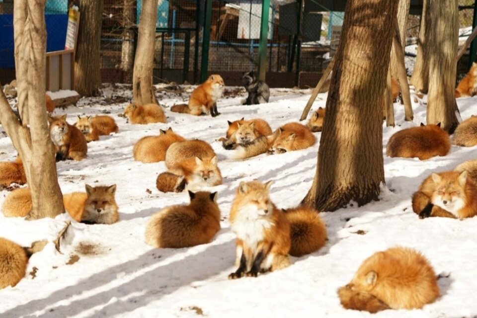 Довольные, сытые и разноцветные, прямо глаз радуется