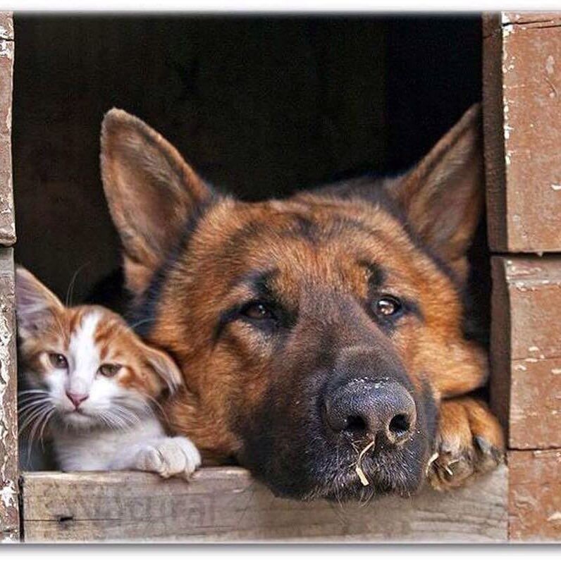 Фото из свободного доступа сети Интернет.