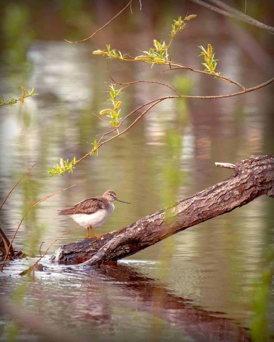 Кулик мородунка