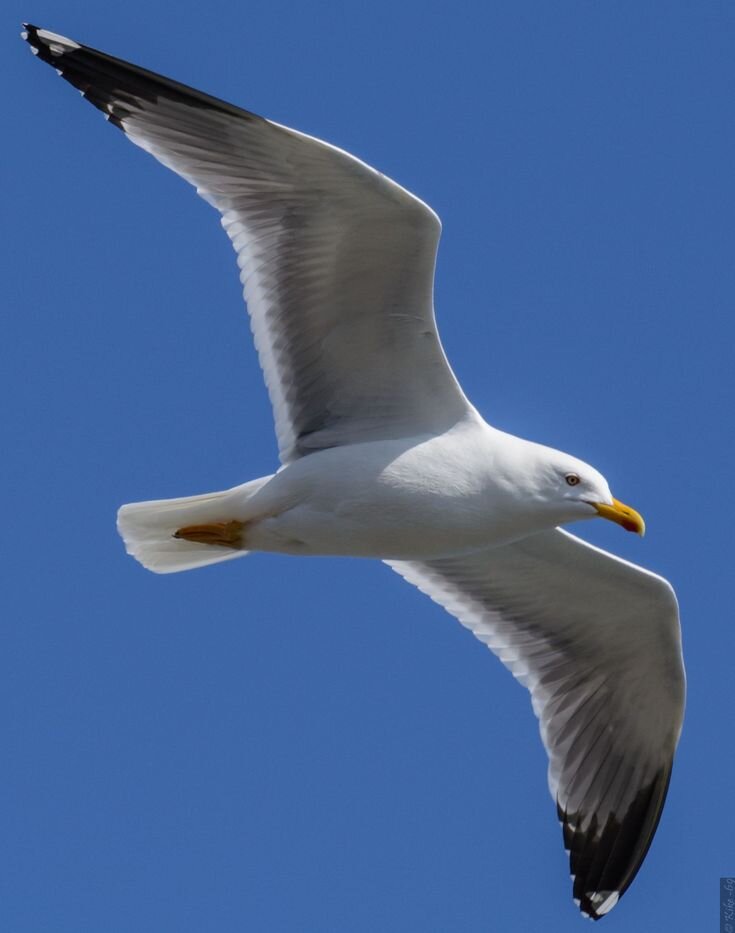 Альбатрос в полёте