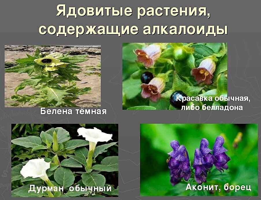 Растение содержит. Ядовитые растения. Алкалоиды в растениях. Растения содержащие алкалоиды. Ядовитые растения названия