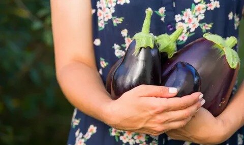 Желанный урожай баклажанов