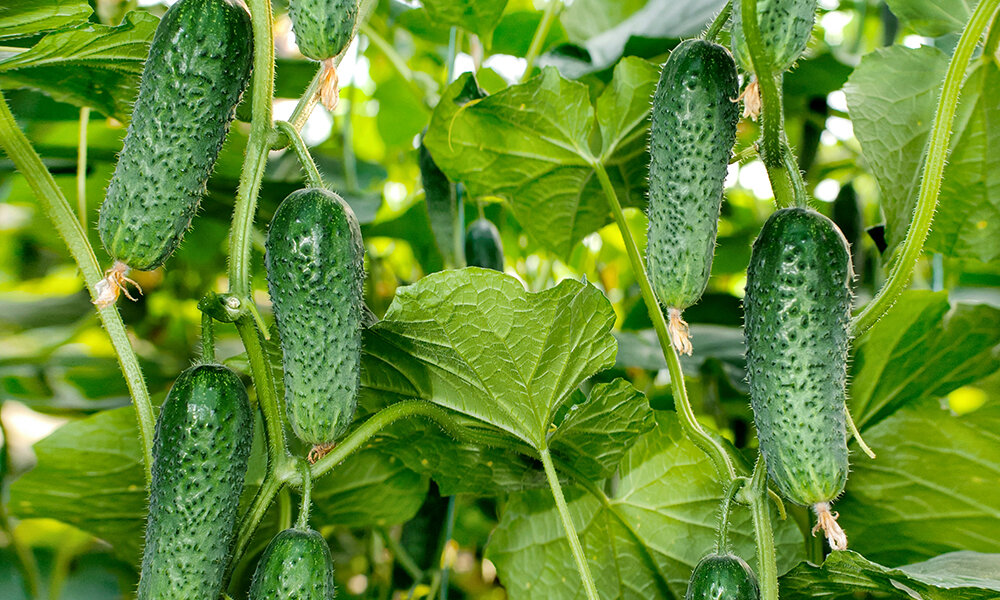 Избыточный полив вредит огурцам (фото с сайта luchshiesorta.ru)