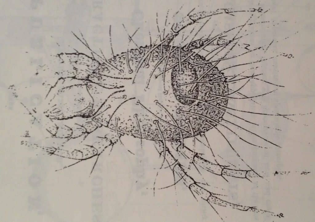 Яндекс.Картинки