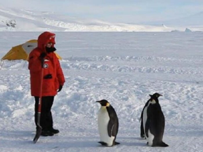 Фото "Переворачиватель" пингвинов и пингвины.