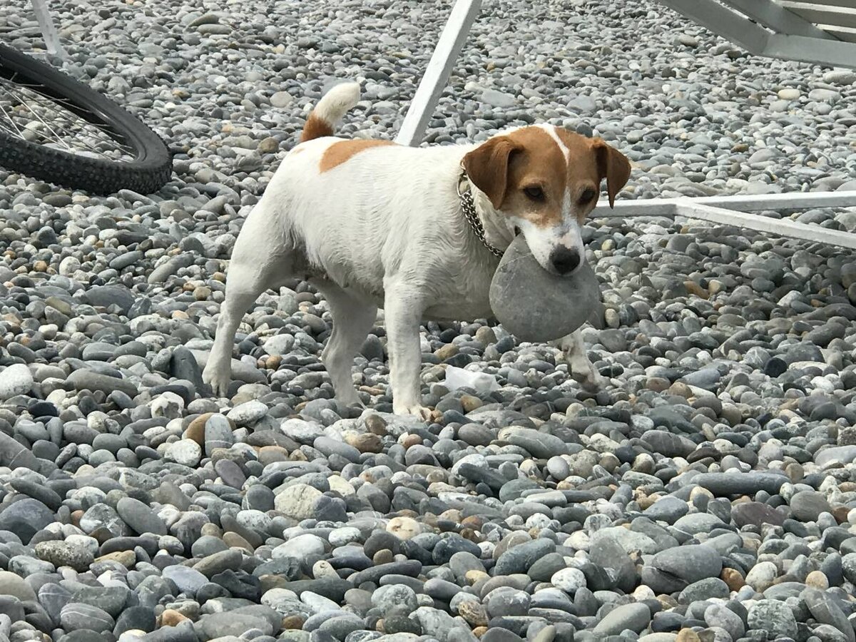 На пляже встретили странную собаку, которая носила камень