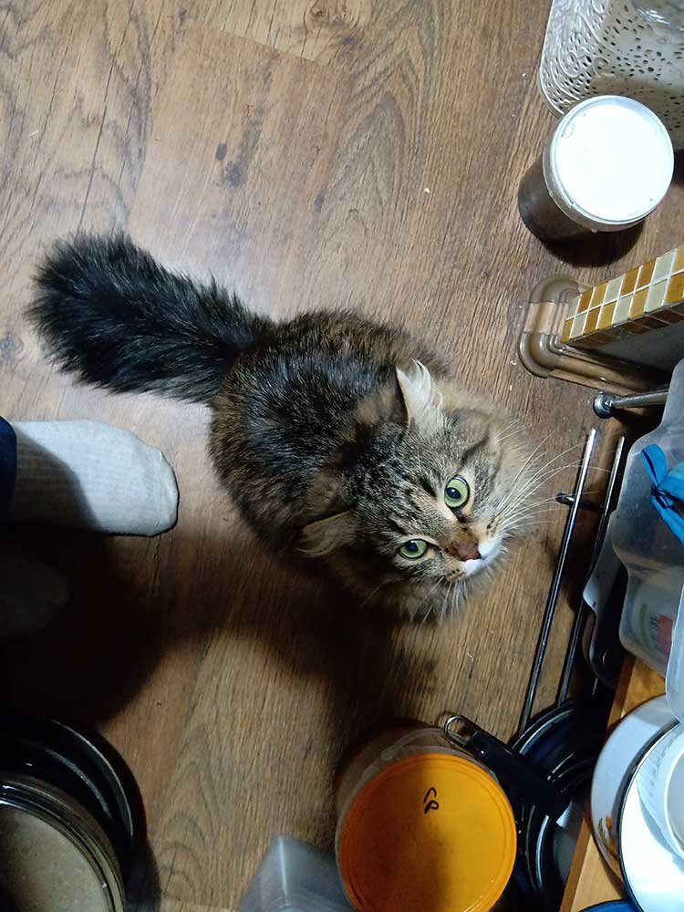 Котоконтроль