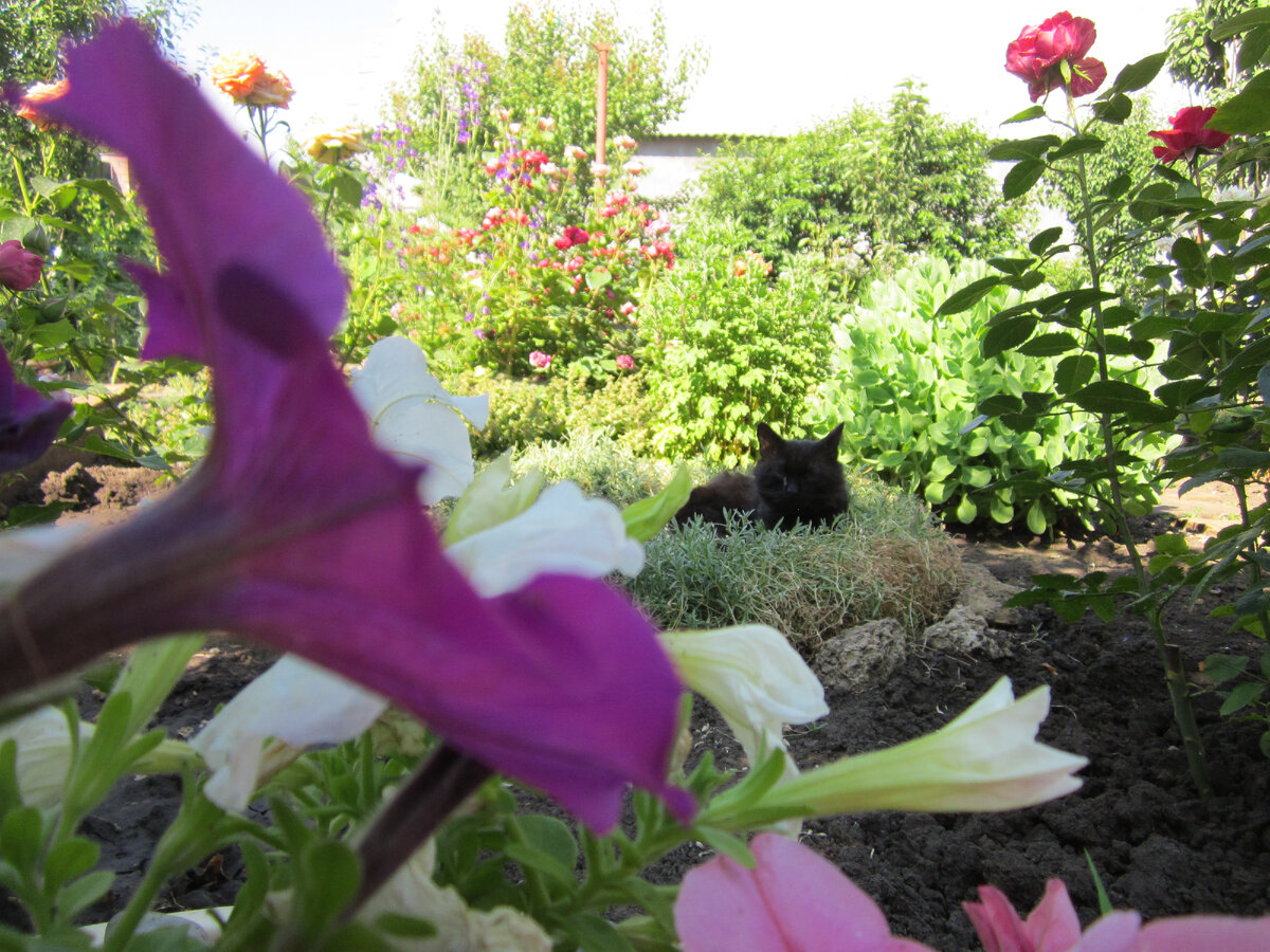 Собственное фото автора. Цветник и Баюн