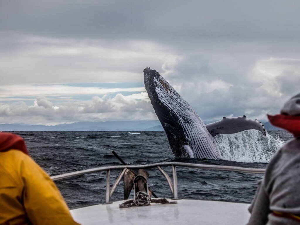 Киты во время выхода в Баренцево море. Источник: sputnik8.com