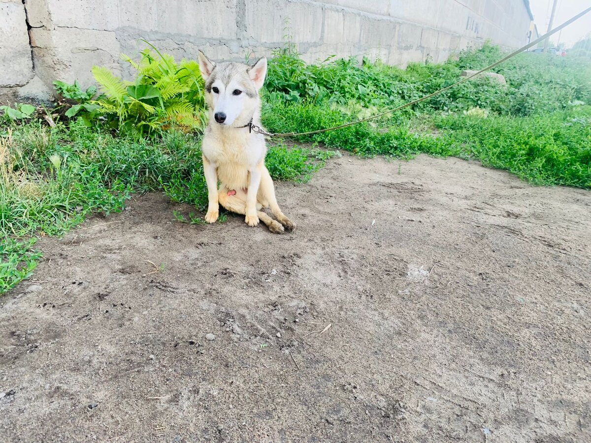 Наш хвостик 