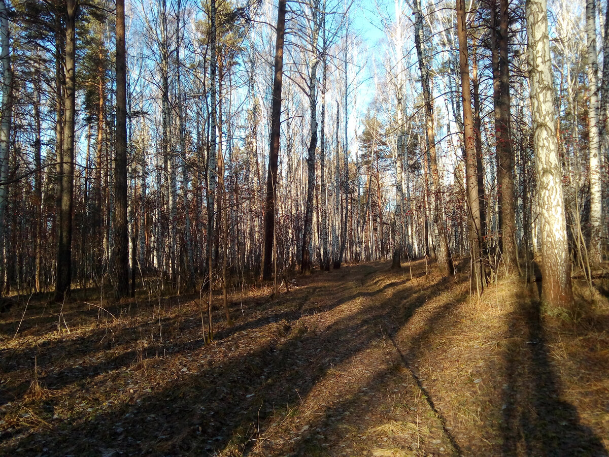 В лесах Санаторного лесопарка