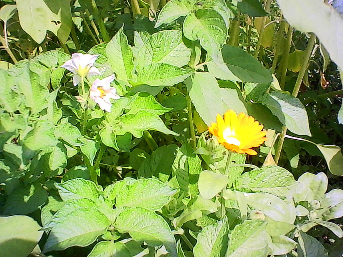 Цветы картофеля и календулы ( фото Автора).