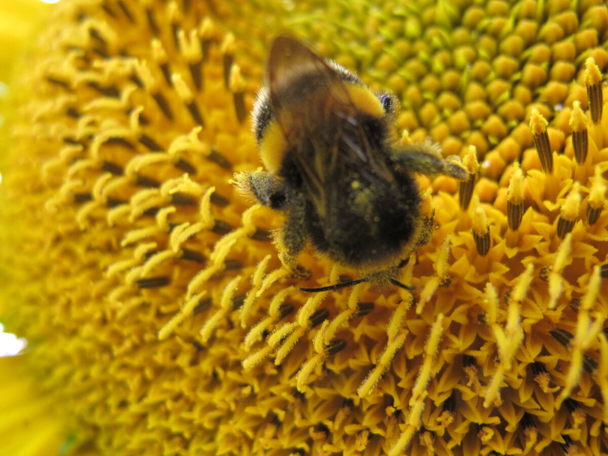 Чтобы получить нужный результат, порой нужно переработать много информации, даже среди той, которая, казалось бы, уже отграничена от ненужной. И в этом снимке можно уловить ту самую метафору между методистом и насекомыми-опылителями.