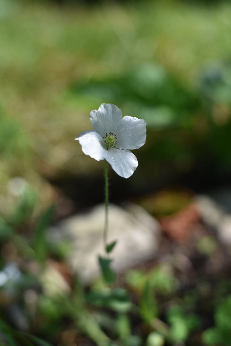 Белые маки из семян. Не очень эффектные, - на картинке были краше :)