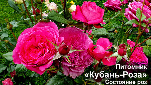 розы кубани питомник роз каталог