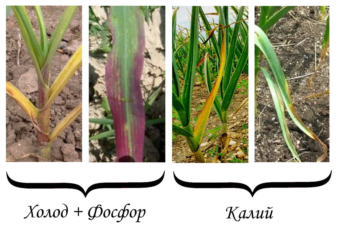 Чеснок листовой. Пожелтение листьев у озимого чеснока. Химический процесс пожелтения листьев. От пожелтения листьев на чесноке средства.