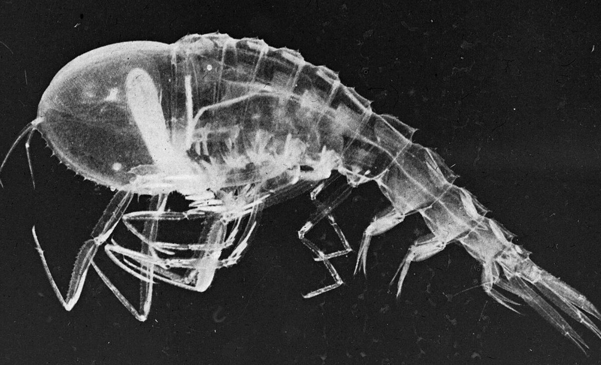    Цистизома с почти прозрачным телом