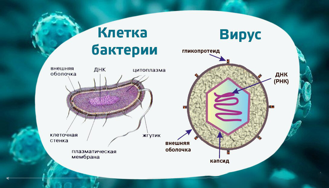 Чем отличаются бактерии от вирусов