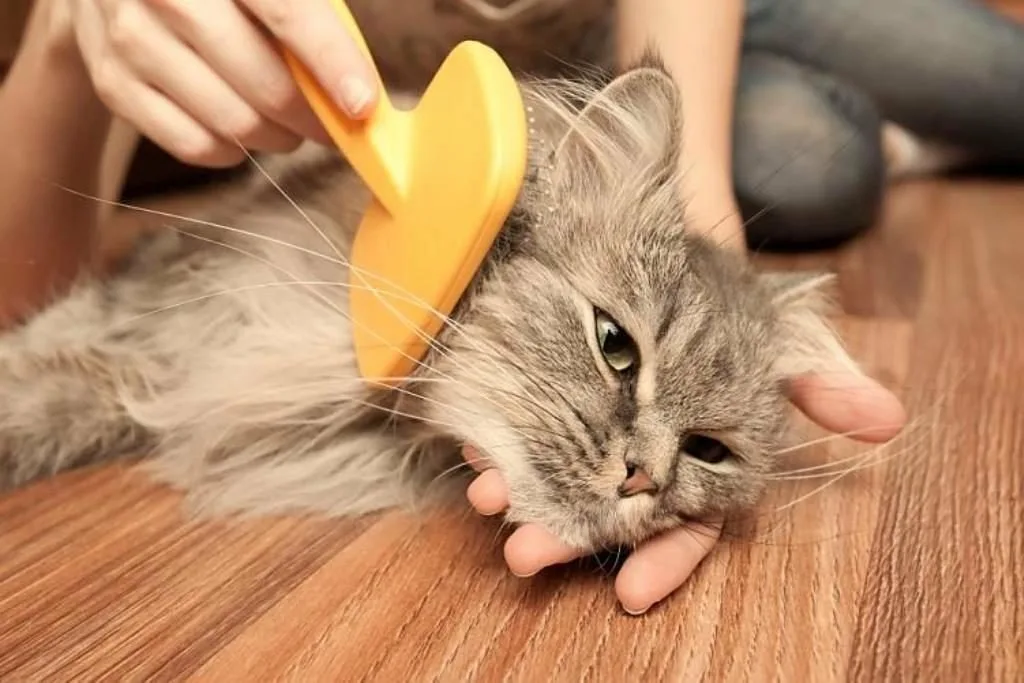 Расчесывание кошек. Расчесывание кошки. кошку расчесывают. ухаживание за кошкой. вычесывание кошек.