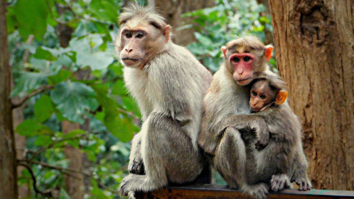 Monkey family at western ghat mountain range, Coimbatore.
