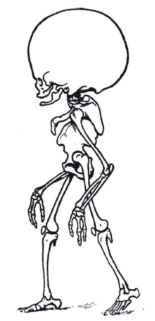 Изображение “человека будущего” (Homo sapientissimus – человек разумнейший). Иллюстрация из книги А.П. Быстрова “Прошлое, настоящее и будущее человека” (1957)