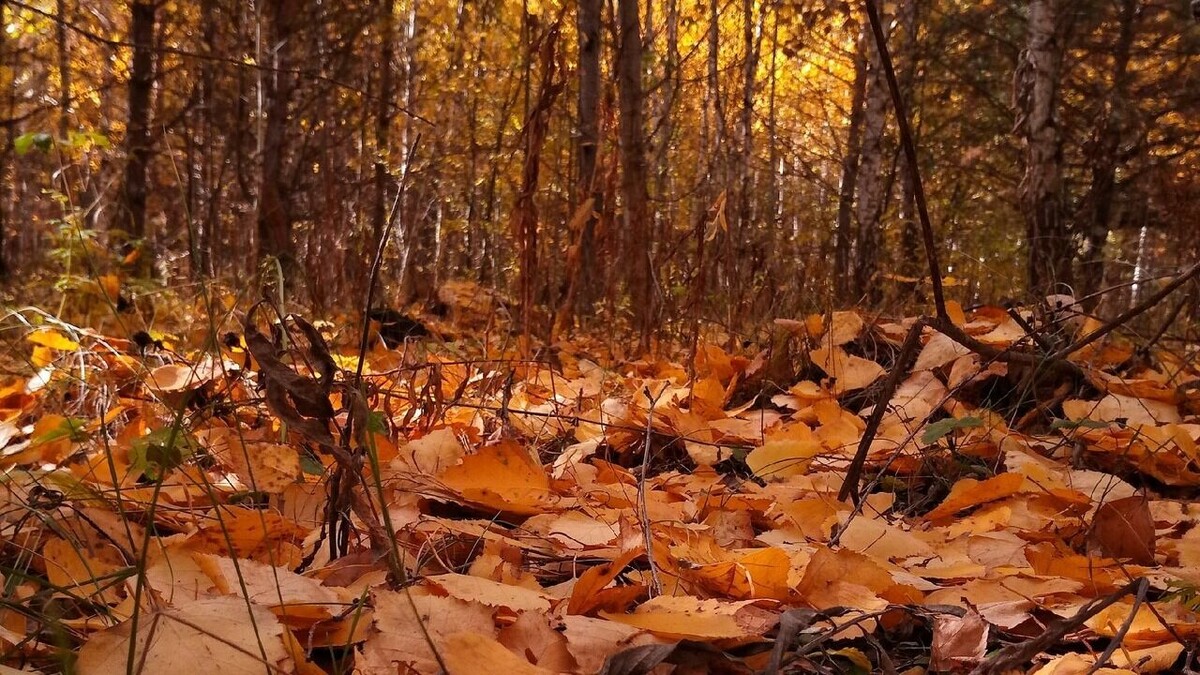     В Татарстане уже в этот понедельник, 3 октября, будет облачная погода с дождем. Об этом сообщили синоптики гидрометцентра республики.