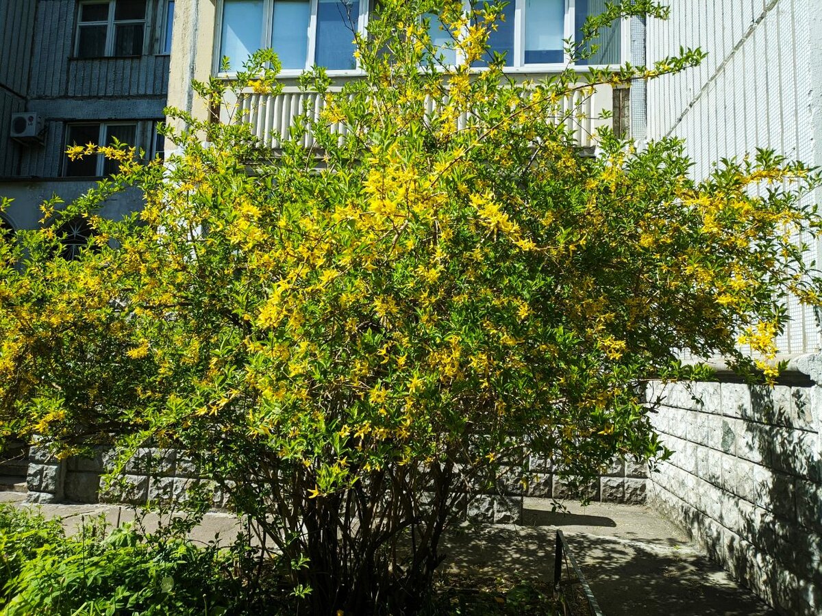 Вот это я понимаю, вот это цветение! В статье использованы фото автора