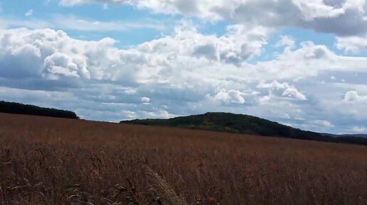 Дальний Восток. Дана соскучилась. Пилим берест.