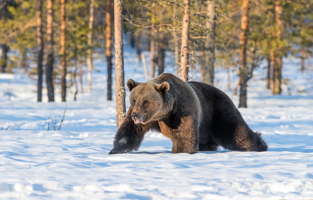 Фото из свободного доступа