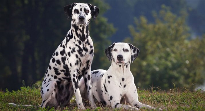 Почему от собаки пахнет псиной: причины и способы устранения проблемы