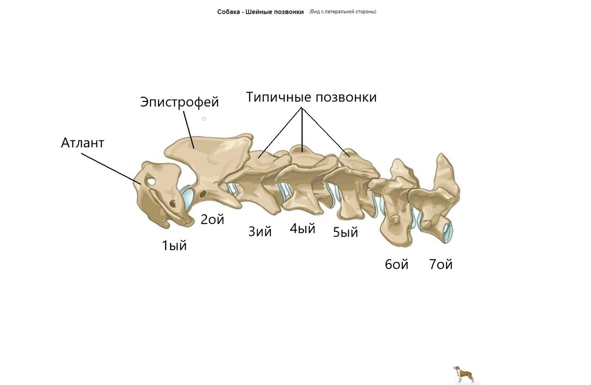 Какие отделы позвоночника у собак. Шейный отдел позвоночника собаки. Шейные позвонки собаки. Отделы позвоночника собаки. Седьмой шейный позвонок.