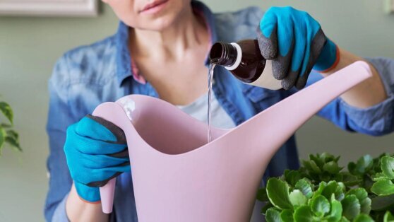    Чем и когда нельзя подкармливать комнатные растения: советы опытных цветоводов Чойгана Салчак
