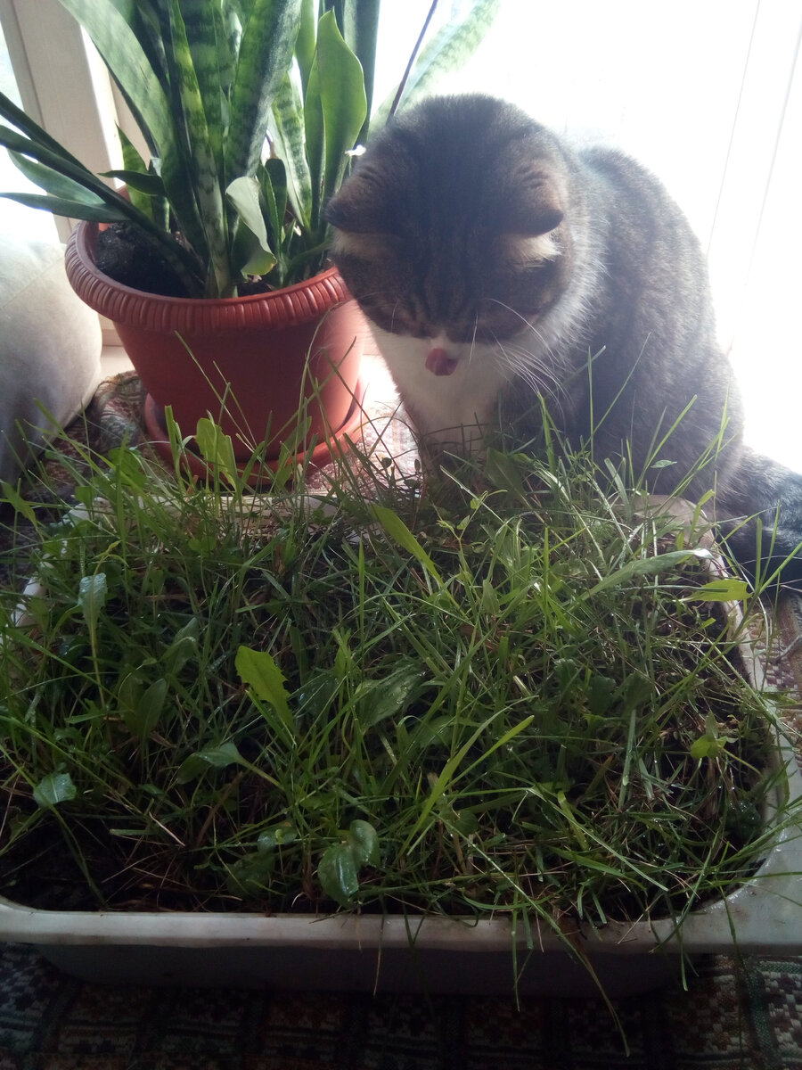 Котик и его садик, сентябрь
